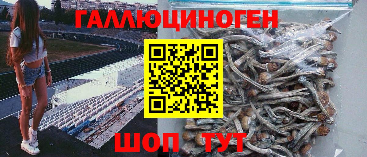 Псилоцибиновые грибы Psilocybe Мончегорск