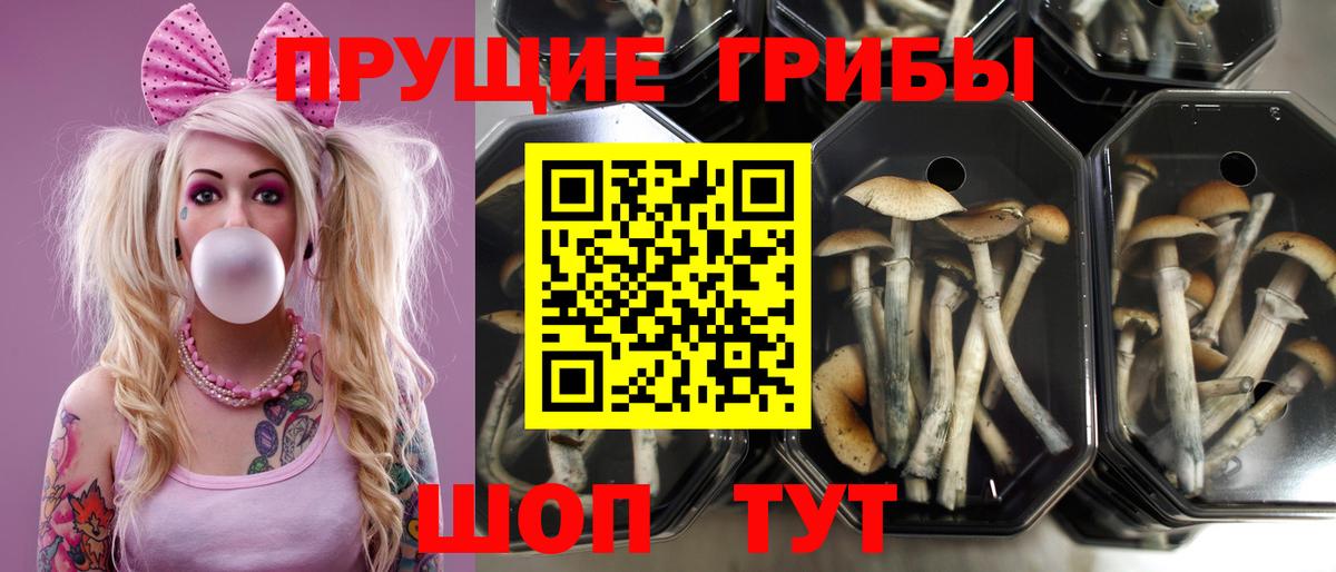 Мончегорск  Псилоцибиновые грибы MAGIC MUSHROOMS  Вход с VPN  Галлюциногенные грибы мицелий 